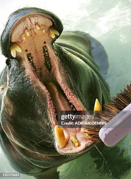 Thug, one of London zoos' two pygmy hippo opens wide to have his teeth brushed and checked by a keeper in their enclosure at the zoo 20 July 2006....