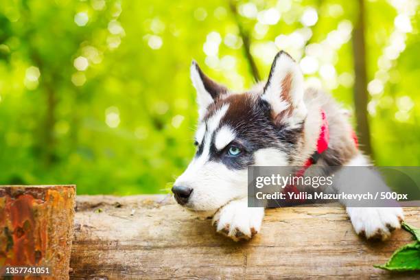 siberian little husky breed dog lying on green grass - siberian husky stock-fotos und bilder