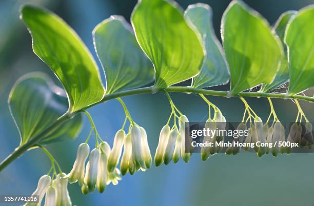 polygonatum multiflorum,close-up of fresh green leaves - polygonatum multiflorum stockfoto's en -beelden