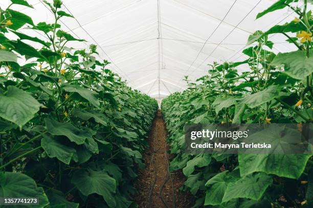 large greenhouse with multiple plantings of cucumbers. - large cucumber stockfoto's en -beelden
