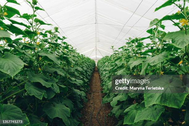 large greenhouse with multiple plantings of cucumbers. - hothouse stock pictures, royalty-free photos & images