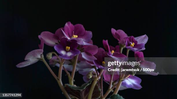 saintpaulia,close-up of purple flowers against black background - saintpaulia stock pictures, royalty-free photos & images