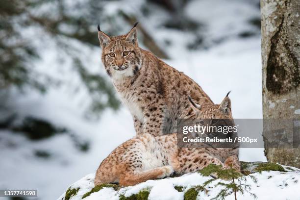 brother sister,two cats on snow,germany - lynx stock-fotos und bilder