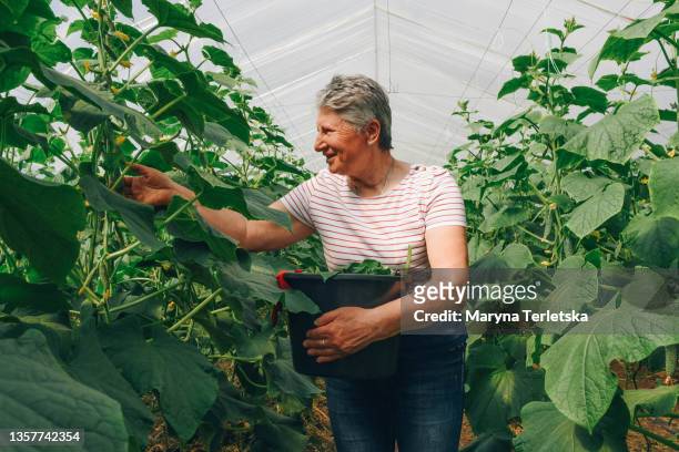 a woman with a bucket in a greenhouse harvests cucumbers. - pension ukraine stock pictures, royalty-free photos & images