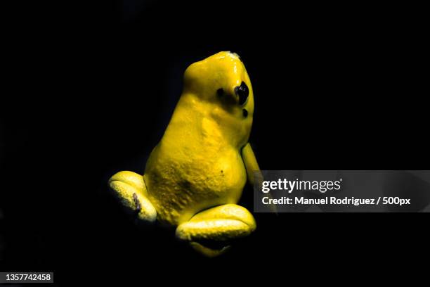 golden poison frog,close-up of yellow bird against black background - golden poison frog stock pictures, royalty-free photos & images