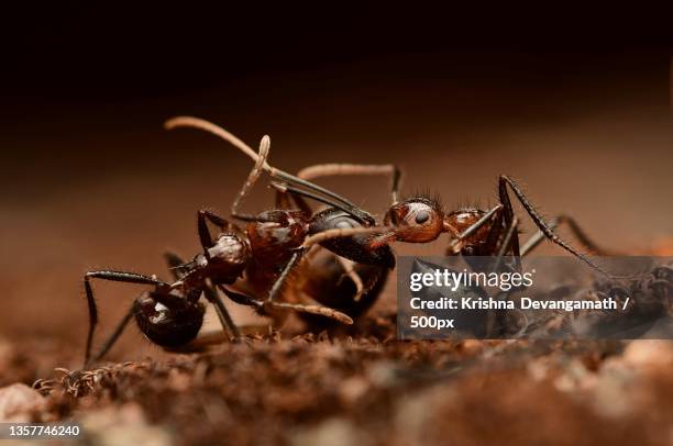 hunters,close-up of ants on ground - red imported fire ant stock pictures, royalty-free photos & images