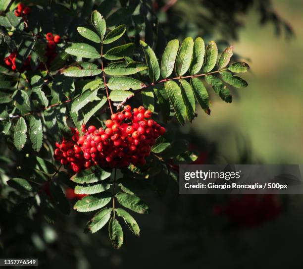 sorbus aucuparia,close-up of red berries growing on tree,rimella,vercelli,italy - rowanberry stock pictures, royalty-free photos & images