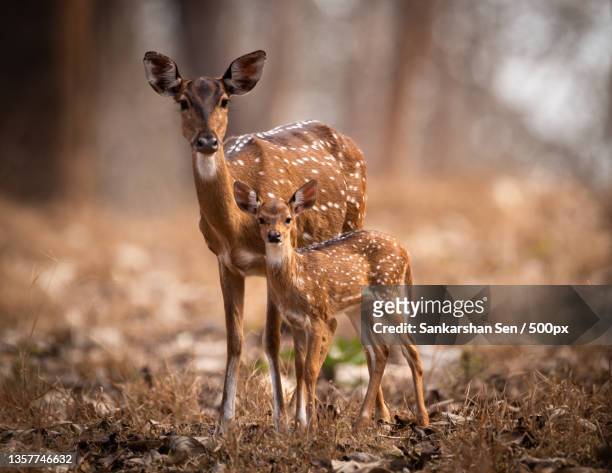 portrait of white standing on field - deer family stock pictures, royalty-free photos & images