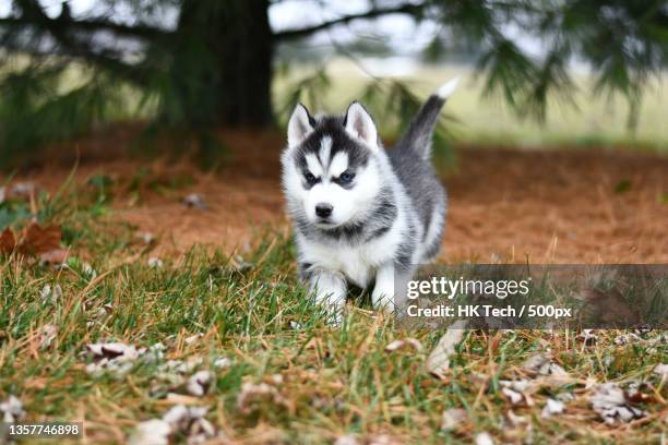 siberian husky,close-up of cat on grass - シベリアンハスキー ストックフォトと画像