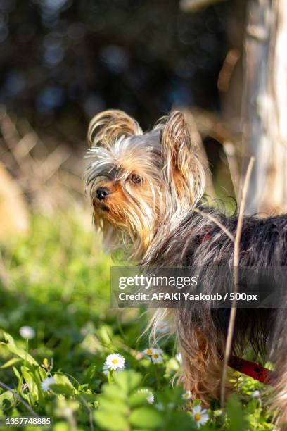 pitchou,close-up of yorkshire terrier on field,chenoua plage,algeria - yorkshire terrier playing stock pictures, royalty-free photos & images