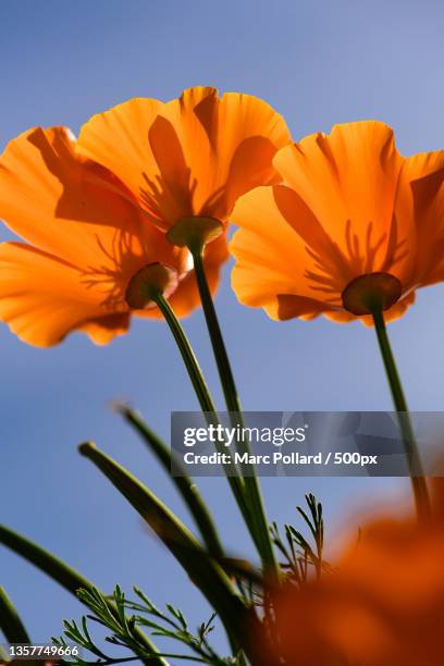 laying down,low angle view of orange flowering plant against sky,san ramon,california,united states,usa - poppy plant stock-fotos und bilder