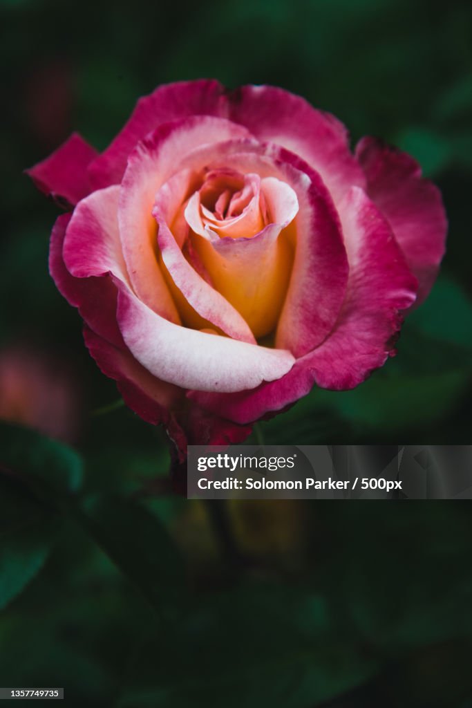 Only You,Close-up of pink rose,Louisville,Kentucky,United States,USA