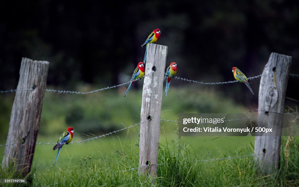 Eastern Rosellas,Close-up of wooden fence on field,Sydney,New South Wales,Australia