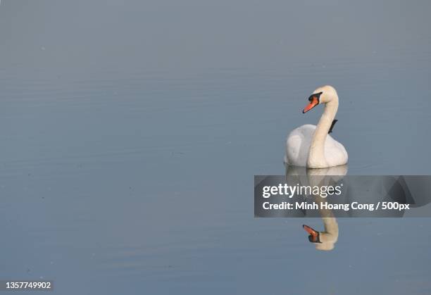 miroir mirroir,high angle view of mute swan swimming on lake,france - miroir stock pictures, royalty-free photos & images