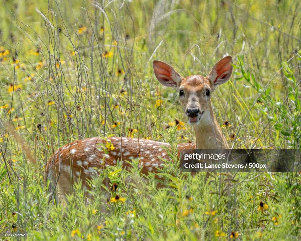 White Tail Fawn,Portrait of white standing amidst plants on field,Attwater Prairie Chicken National Wildlife Refuge,United States,USA