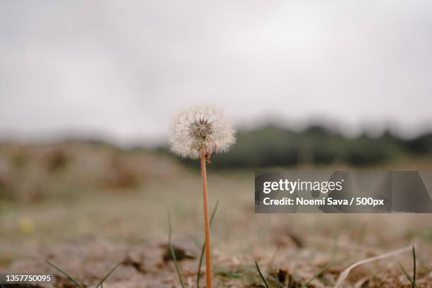 dente di leone,close-up of dandelion on field against sky,randazzo,catania,italy - dente di leone - fotografias e filmes do acervo