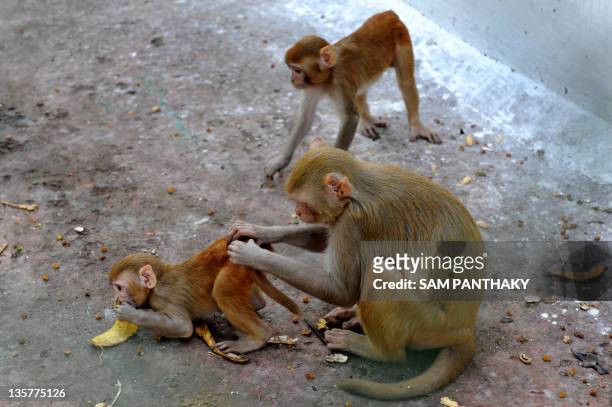 Rhesus Macaque , often called the Rhesus Monkey cleans her young one in her enclosure at the Kamla Nehru Zoological Gardens in Ahmedabad on January...
