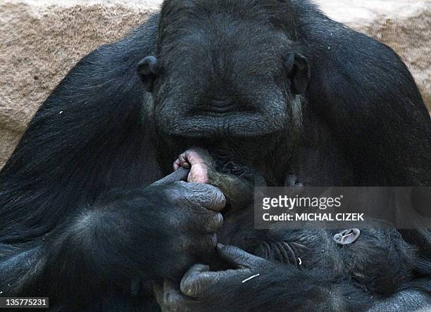 New born gorilla lays in the arms of her mother Kijivu at the Zoo on April 24 in Prague Zoo. AFP PHOTO MICHAL CIZEK
