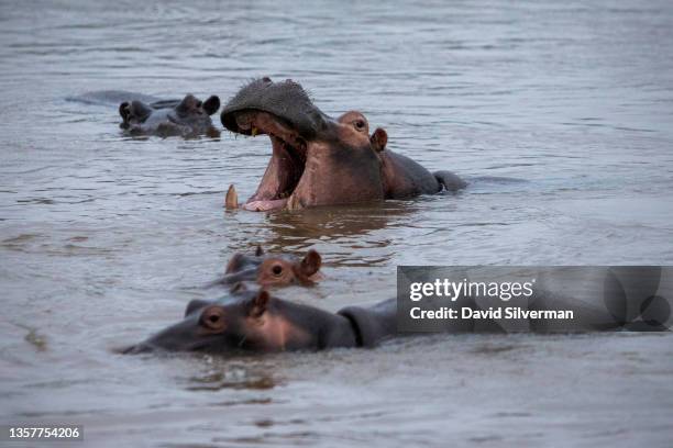 Hippopotamus yawns while remaining cool in a river on November 26, 2021 in the Sabi Sands nature reserve, adjacent to South Africa's Kruger Park....