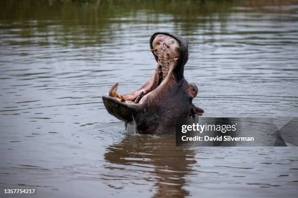 Hippopotamus yawns while remaining cool in a river on November 26, 2021 in the Sabi Sands nature reserve, adjacent to South Africa's Kruger Park....