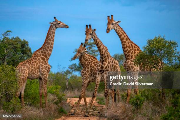 Male giraffes, seen by tourists on a game drive, swing their heads at each other, known as necking, as they fight for dominance on November 27, 2021...