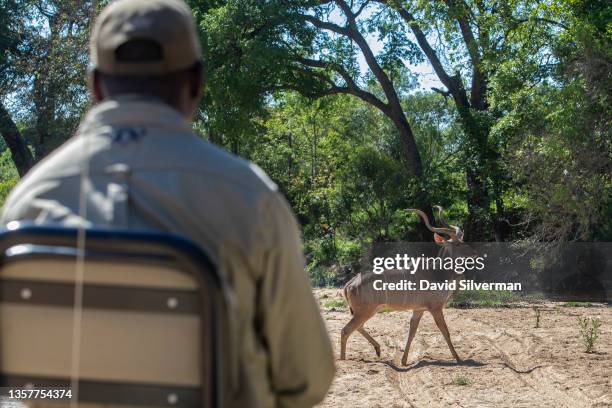 Male kudu passes in front of tourists on a game drive in search for wildlife on November 29, 2021 in the Sabi Sands nature reserve, adjacent to South...