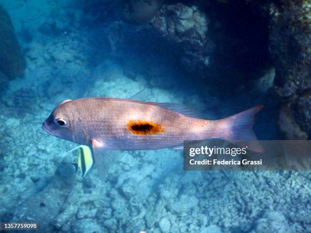 goat fish (parupeneus forsskali) in maldivian lagoon - parupeneus stock pictures, royalty-free photos & images