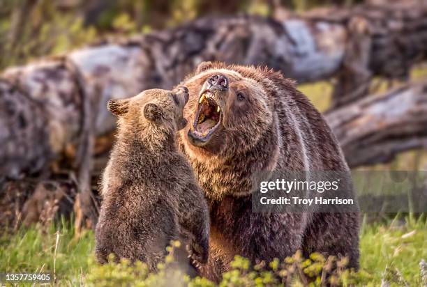 grizzly 399 and cub play biting in grand teton national park - grand teton stock pictures, royalty-free photos & images