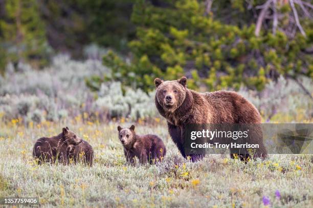 grizzly 399 and cubs, grand teton national park - sow bear stockfoto's en -beelden
