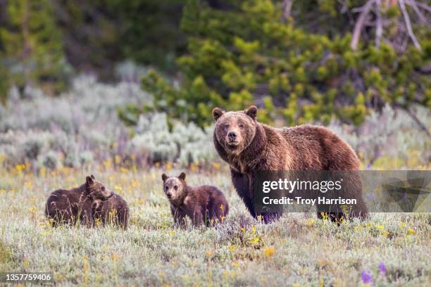 grizzly 399 and cubs, grand teton national park - bear stock pictures, royalty-free photos & images