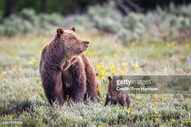 grizzly 399 and cub, grand teton national park - sow bear stockfoto's en -beelden