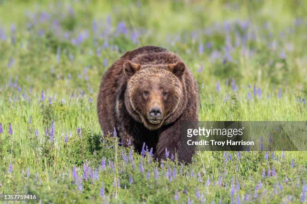 grand teton national park's famous bear, grizzly 399 - sow bear stock pictures, royalty-free photos & images