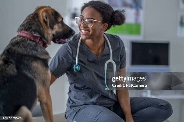 dog at a veterinarian visit - veterinario imagens e fotografias de stock