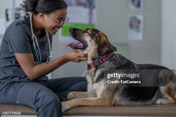 perro en el veterinario - animal joven fotografías e imágenes de stock