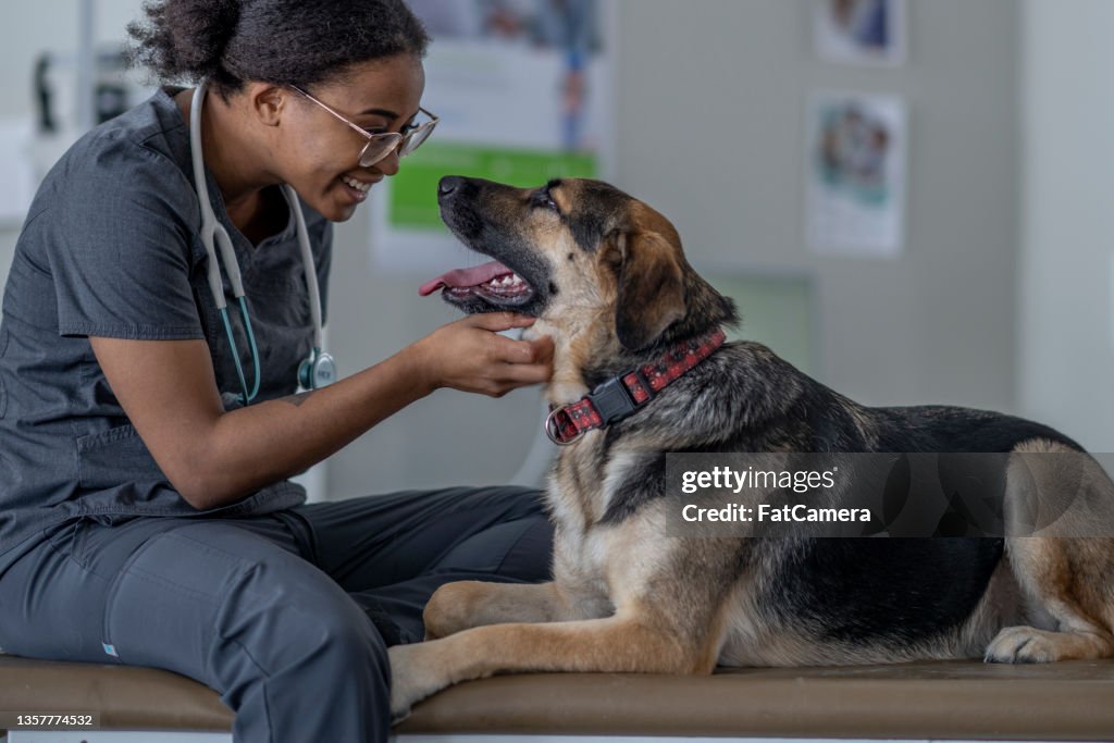 Dog at the Veterinarian