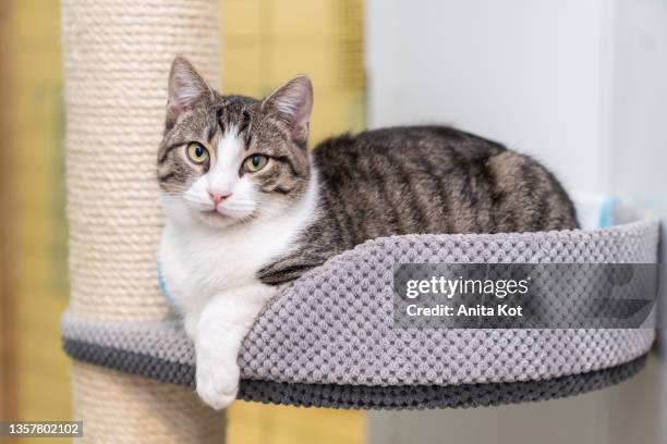 the cat is lying on the scratching post - miauwen stockfoto's en -beelden