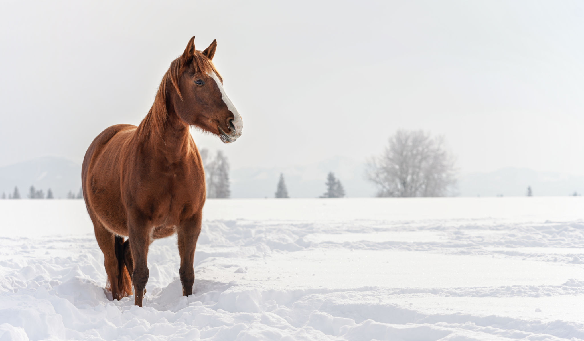 winter horse