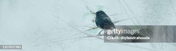 natur abstrakter vogel - bird transparent stock-fotos und bilder