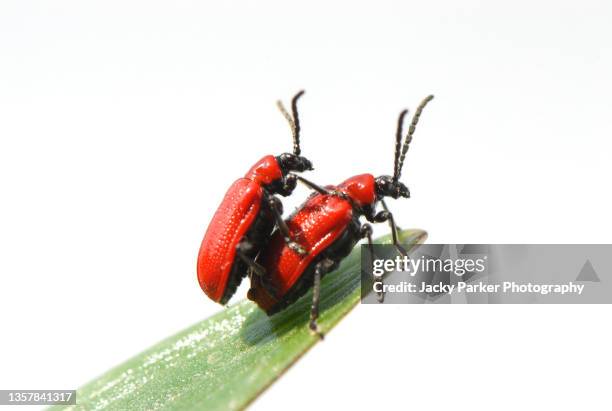 close-up of the scarlet/red lily beetle which is a leaf beetle (family chrysomelidae) - mating stock pictures, royalty-free photos & images