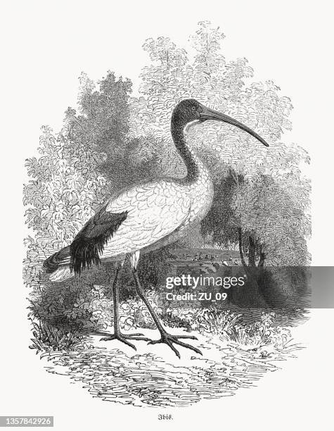 african sacred ibis (threskiornis aethiopicus), wood engraving, published in 1862 - ibis stock illustrations