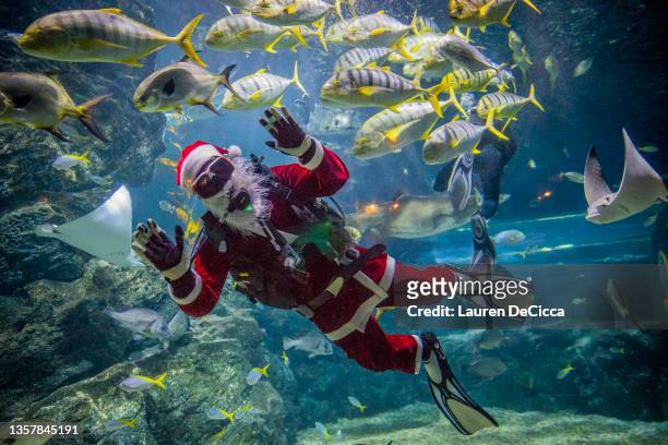 vena difícil angustia 174 fotos e imágenes de Siam Ocean World Aquarium - Getty Images