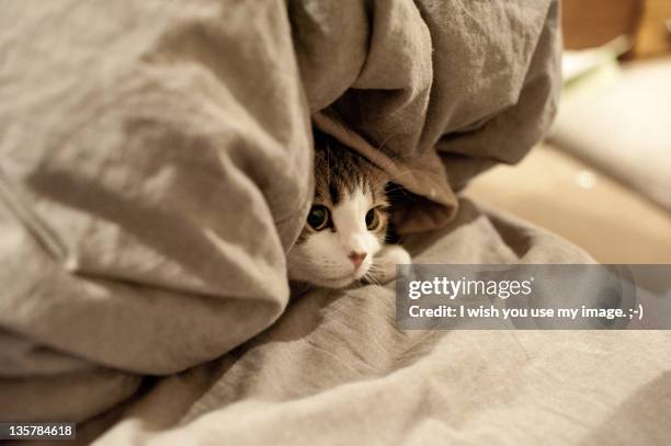 kitten hides under bed sheets - cat hiding under bed - fotografias e filmes do acervo