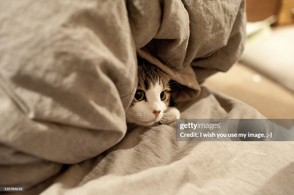 Kitten hides under bed sheets