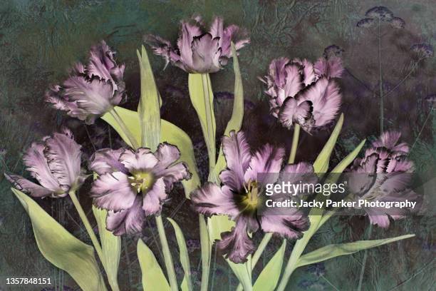 abstract, creative image of beautiful, spring fringed tulip flowers against a black background - tulipa fringed beauty stock pictures, royalty-free photos & images