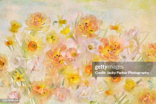 abstract image of beautiful spring tulips and daffodil flowers with soft textures added - tulips and daffodils stock pictures, royalty-free photos & images