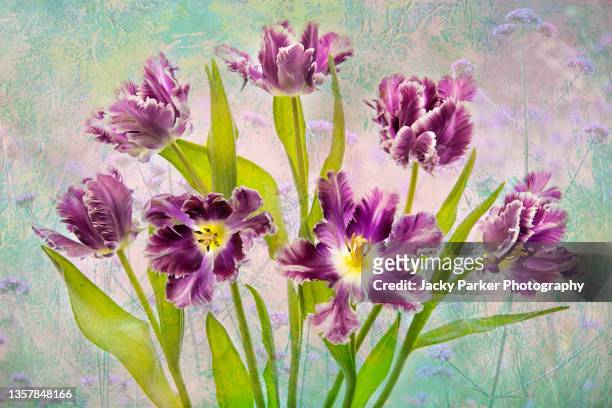 beautiful spring fringed tulip flowers with soft textures added - tulipa fringed beauty stock pictures, royalty-free photos & images