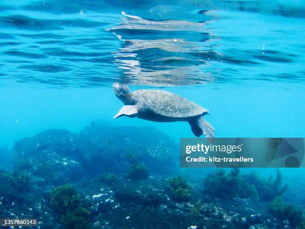 punta moreno unterwasser, isabela, galapagos inseln, teil 2 - galapagosinseln stock-fotos und bilder