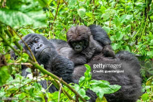 female mountain gorilla with her baby on the chest - mountain gorilla stock pictures, royalty-free photos & images