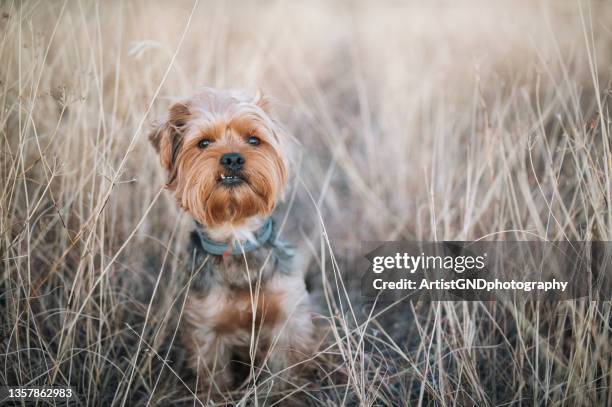 portrait of yorkshire terrier in nature - yorkie stock pictures, royalty-free photos & images