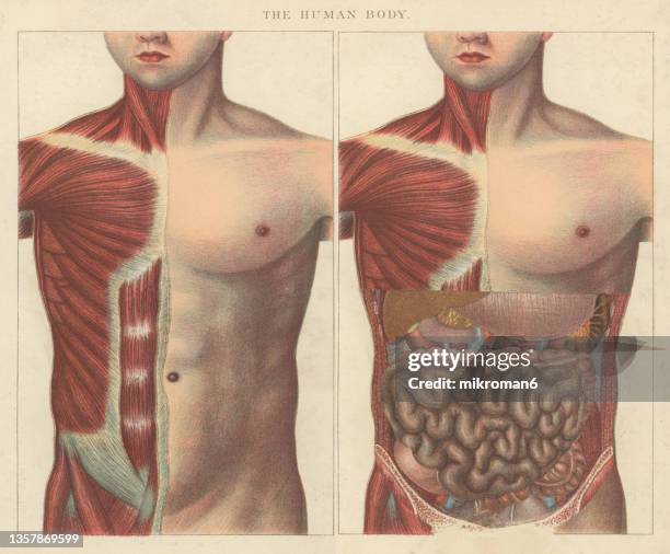 old engraved illustration of human muscles, human guts, internal organs - anatomy body stock-fotos und bilder